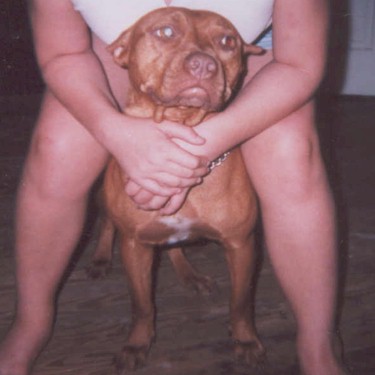 Tolers Red Lady Pit Bull.jpg